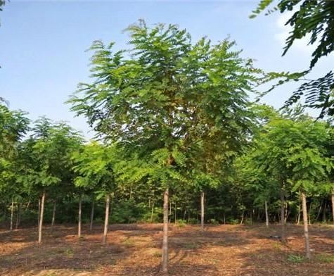 香花槐具有很高的观赏价值环保价值和经济价值，花红紫色