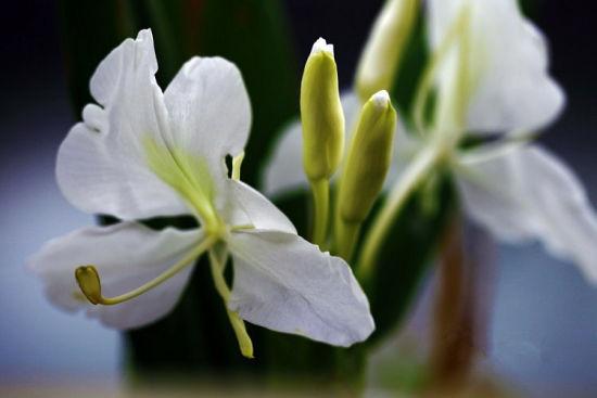 野姜花喜生于低海拔山地、平野的水岸边，花朵清新素雅，香味芬芳