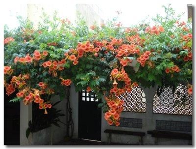 凌霄翠叶团团如盖，花大色艳，繁花艳彩