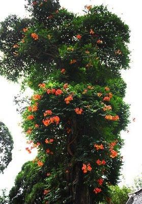 凌霄翠叶团团如盖，花大色艳，繁花艳彩