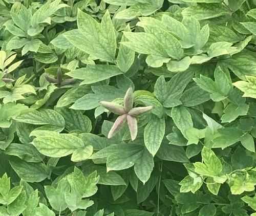 牡丹豆绿，此花为世间稀有名贵品种，花黄绿色