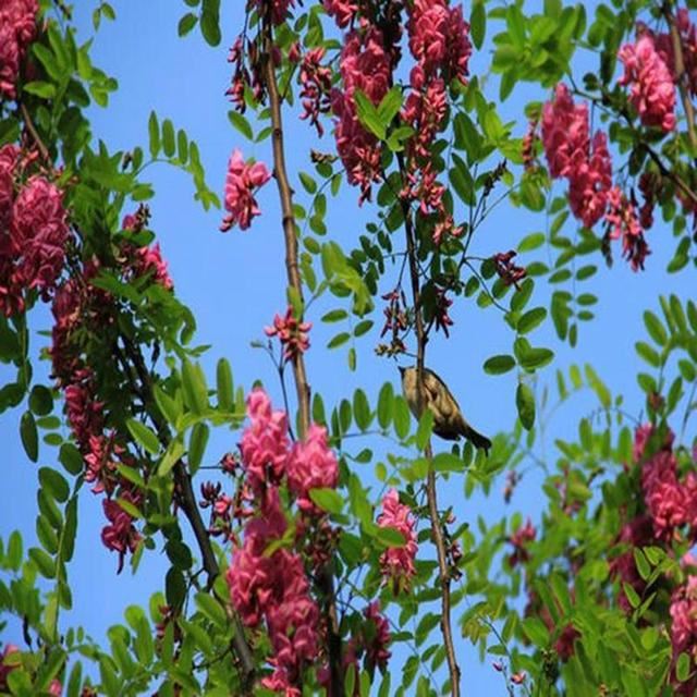 香花槐具有很高的观赏价值环保价值和经济价值，花红紫色