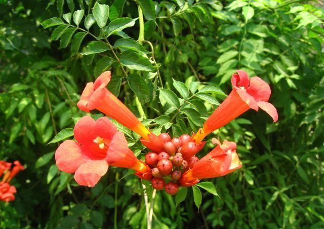 凌霄翠叶团团如盖，花大色艳，繁花艳彩