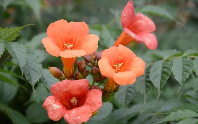 凌霄翠叶团团如盖，花大色艳，繁花艳彩