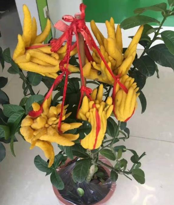 生活就像养花一样,需要滋润,需要一个过程 生活就像养花一样,需要滋润,需要一个过程