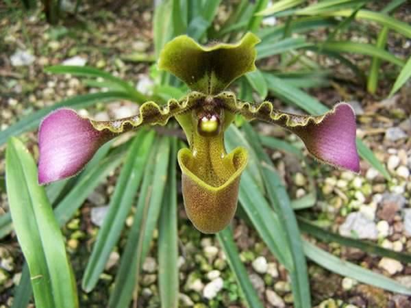 兜兰美人:有一个兜兜聚财的花儿,漂亮又容易养活 兜兰美人:有一个兜兜聚财的花儿,漂亮又容易养活