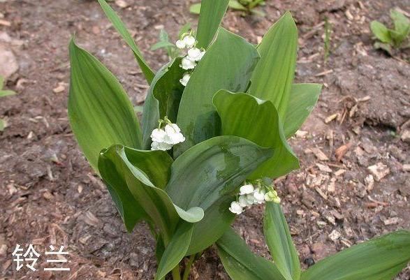 玲兰生于阴坡林下潮湿处或沟边，花白色，果熟后红