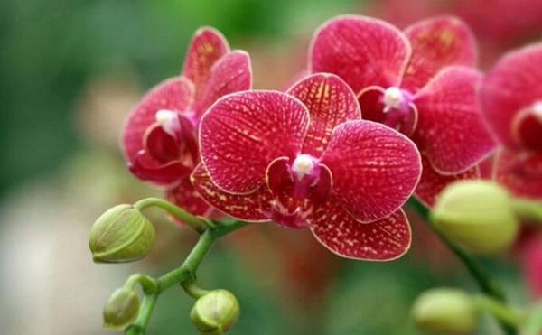 蝴蝶兰，别名蝶兰，花朵开花了好似蝴蝶般飞舞