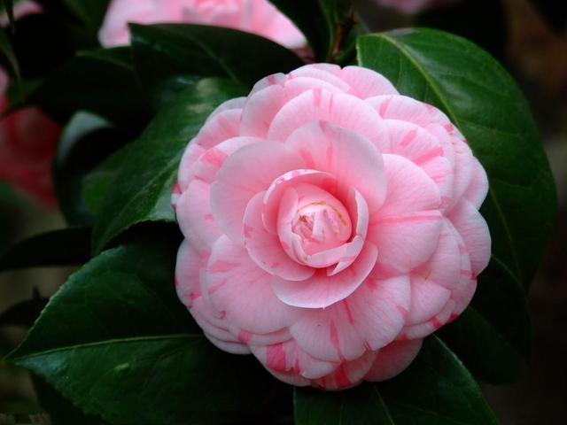 山茶花就爱冬天开花，不怕冷花苞拳头大，观赏性强真耐看