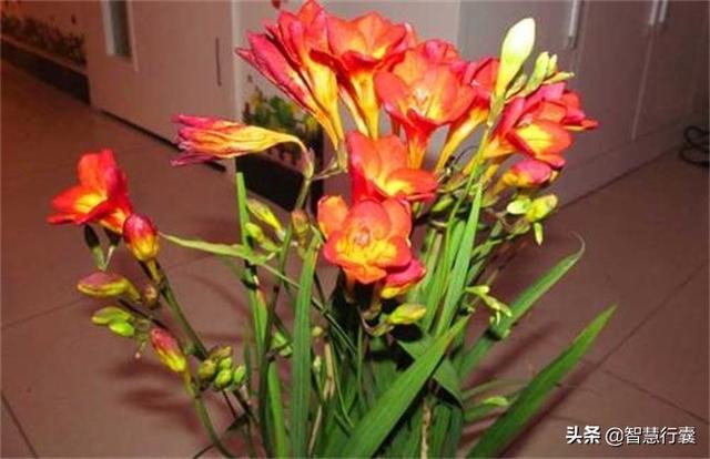 它不仅名字好听,开得花还好看,看了就想买一盆 它不仅名字好听,开得花还好看,看了就想买一盆