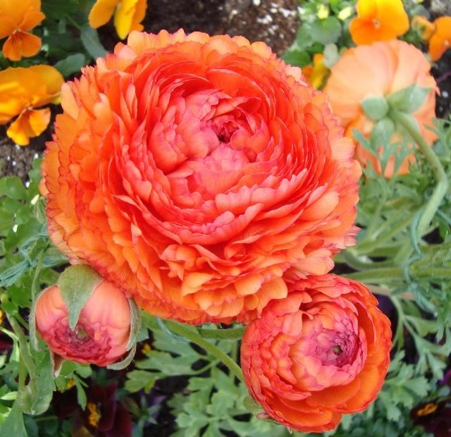 “花开典雅、高贵华丽”花毛茛——“陆生莲花”的栽培管理要点
