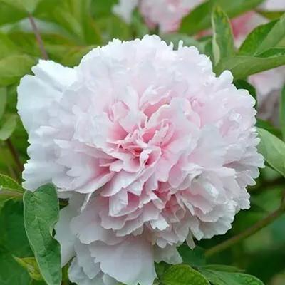 牡丹赵粉，芳香浓郁、具有单瓣半重瓣，牡丹四大名品之一