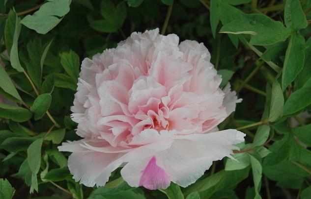 牡丹赵粉，芳香浓郁、具有单瓣半重瓣，牡丹四大名品之一