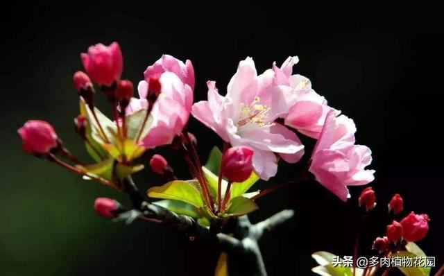 海棠花这样养护，春季开花让人垂延欲滴