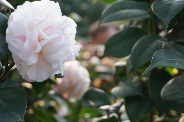山茶花品种特殊,每次开花都有“拳头”大,想开花旺几点更要注意 山茶花品种特殊,每次开花都有“拳头”大,想开花旺几点更要注意