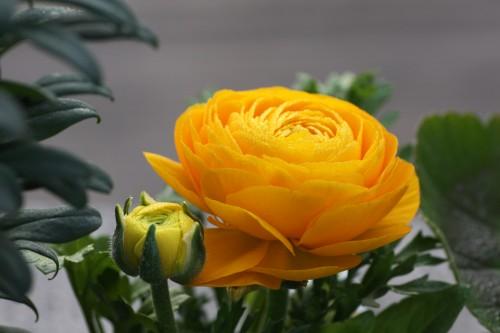 “花开典雅、高贵华丽”花毛茛——“陆生莲花”的栽培管理要点