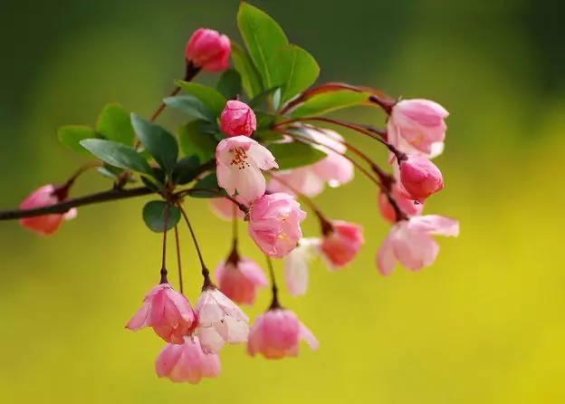 家中养海棠花，4个"技巧"1个“注意”一年四季开花不断