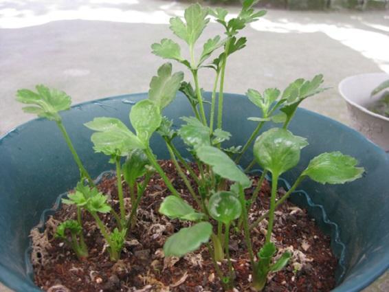 “花开典雅、高贵华丽”花毛茛——“陆生莲花”的栽培管理要点