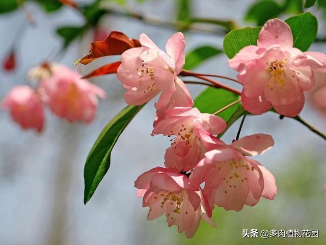 海棠花这样养护，春季开花让人垂延欲滴