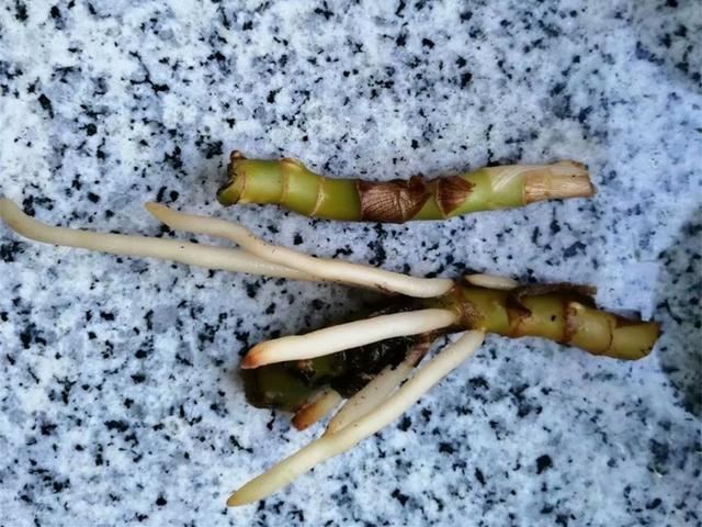 花叶万年青叶片发蔫要挂?先别扔,换个土试试,说不定可以挽救 花叶万年青叶片发蔫要挂?先别扔,换个土试试,说不定可以挽救