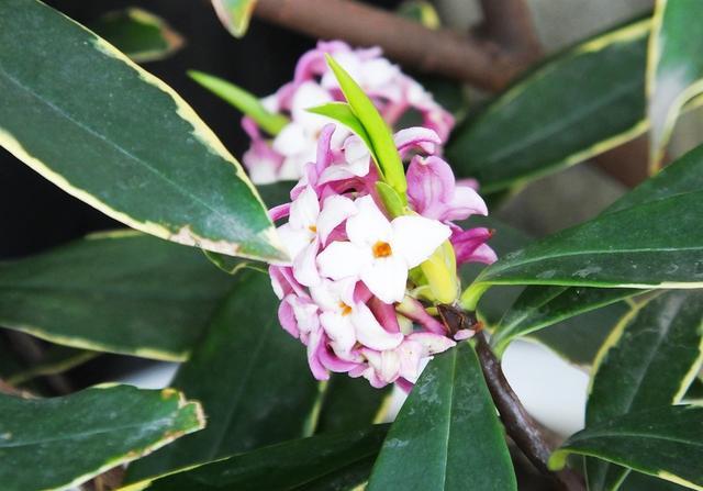 瑞香花的花蕾红色，开后淡白色，花小而多，香气芳醇持久