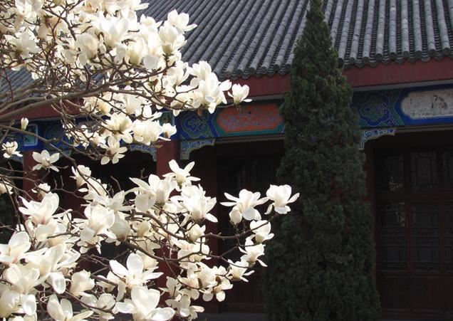 白玉兰叶碧绿如翠，花朵洁白如雪，浓郁的香味沁人心脾，悠远绵长