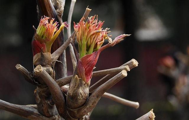 春天怎样养牡丹，才能花大色艳？除了养护，还要免踏2个“坑”