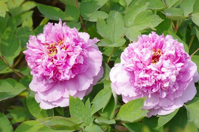 春天怎样养牡丹，才能花大色艳？除了养护，还要免踏2个“坑”