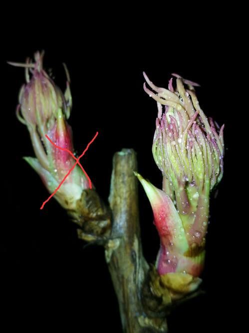 春天怎样养牡丹，才能花大色艳？除了养护，还要免踏2个“坑”