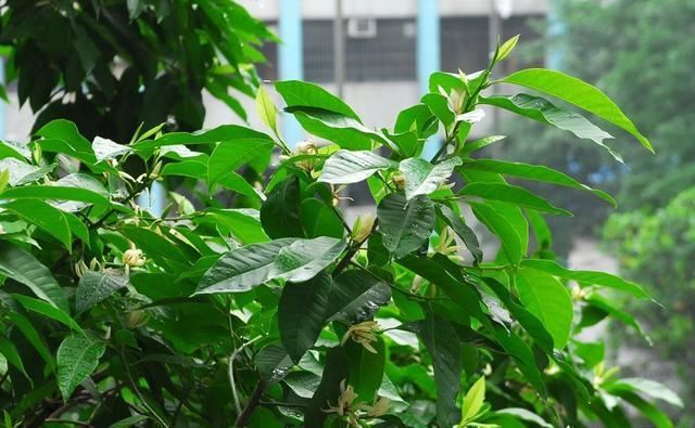 家里种一棵白兰花，好养又好看，洁白如茉莉，香气胜兰花