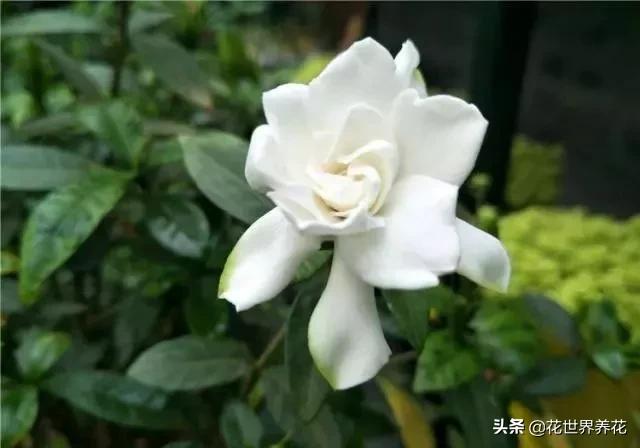 栀子花在养护的时候，注意避开这4处，开花满盆香气飘