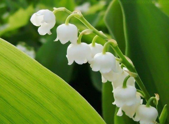 玲兰生于阴坡林下潮湿处或沟边，花白色，果熟后红