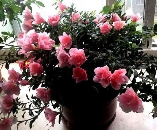 盆栽杜鹃花如何四季盛开？满足3点需求，枝干一茬接着一茬冒花