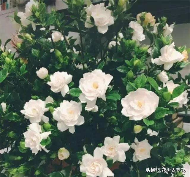 栀子花在养护的时候，注意避开这4处，开花满盆香气飘