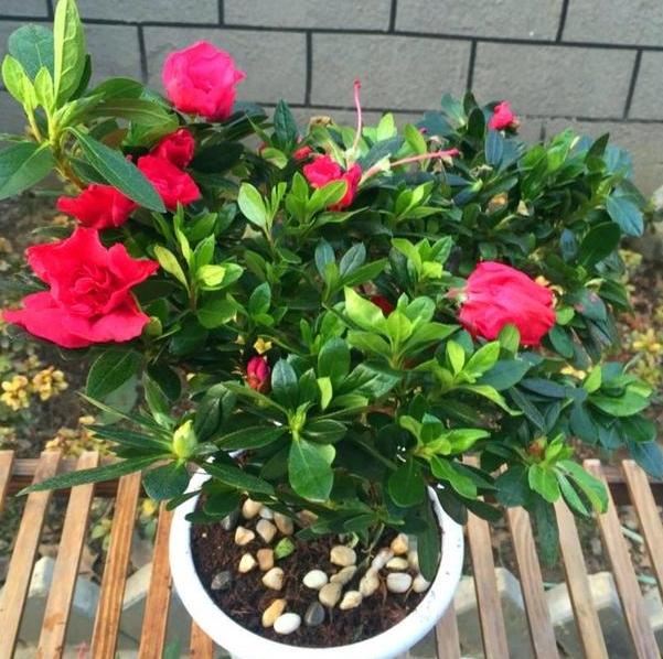 盆栽杜鹃花如何四季盛开？满足3点需求，枝干一茬接着一茬冒花