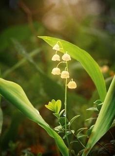 玲兰生于阴坡林下潮湿处或沟边，花白色，果熟后红