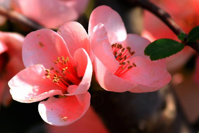 家中养海棠花，4个"技巧"1个“注意”一年四季开花不断