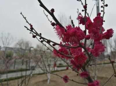 红须朱砂梅树是冬春之季观赏的花卉,梅花冰清玉洁,纯贞高雅 红须朱砂梅树是冬春之季观赏的花卉,梅花冰清玉洁,纯贞高雅