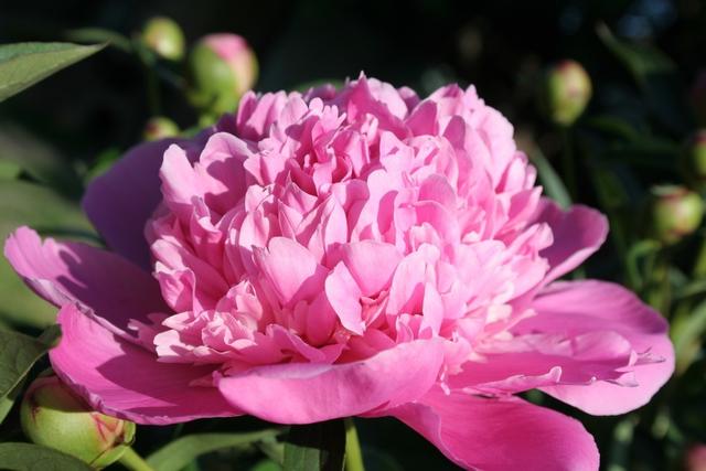 春天怎样养牡丹，才能花大色艳？除了养护，还要免踏2个“坑”