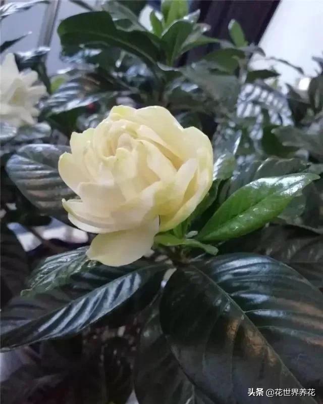 栀子花在养护的时候，注意避开这4处，开花满盆香气飘