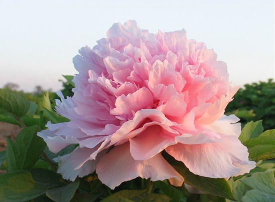 牡丹赵粉，芳香浓郁、具有单瓣半重瓣，牡丹四大名品之一