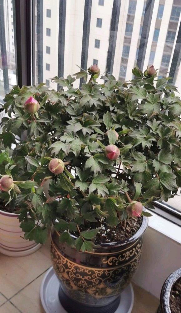 想要牡丹年年开，改善这几个问题，而且花儿开得多，花期时间长