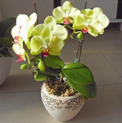 蝴蝶兰，别名蝶兰，花朵开花了好似蝴蝶般飞舞