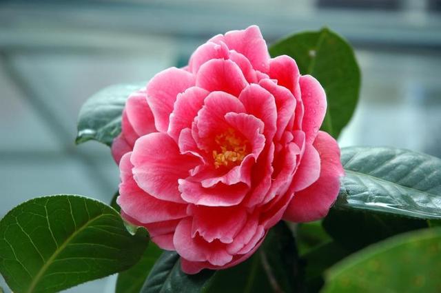 山茶花品种特殊,每次开花都有“拳头”大,想开花旺几点更要注意 山茶花品种特殊,每次开花都有“拳头”大,想开花旺几点更要注意