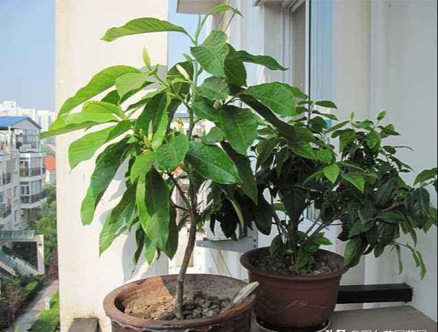 家里种一棵白兰花，好养又好看，洁白如茉莉，香气胜兰花