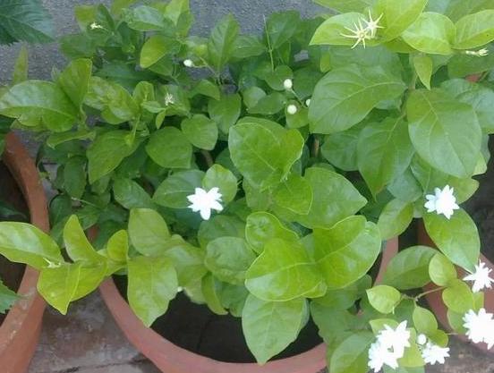 家里养殖茉莉花该怎样修剪？明确2点，老枝早发芽、冒花苞