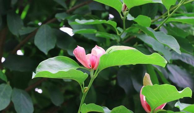 紫玉兰花朵艳丽怡人,芳香淡雅,为有2000多年历史的珍贵物种 紫玉兰花朵艳丽怡人,芳香淡雅,为有2000多年历史的珍贵物种