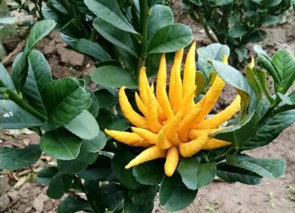 生活就像养花一样,需要滋润,需要一个过程 生活就像养花一样,需要滋润,需要一个过程