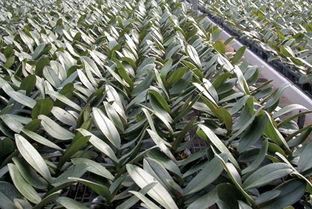 蝴蝶兰，别名蝶兰，花朵开花了好似蝴蝶般飞舞