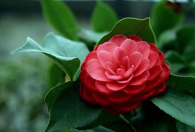 山茶花品种特殊,每次开花都有“拳头”大,想开花旺几点更要注意 山茶花品种特殊,每次开花都有“拳头”大,想开花旺几点更要注意